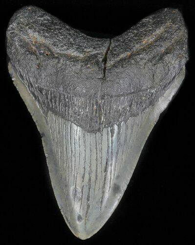 Fossil Megalodon Tooth - Georgia #60891
